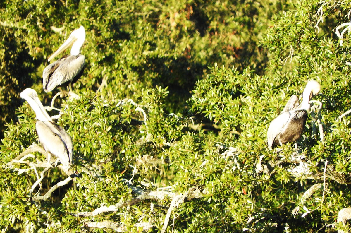 Brown Pelican - ML646763744