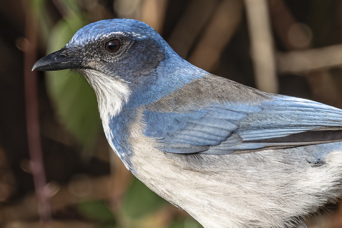 California Scrub-Jay - ML646763745