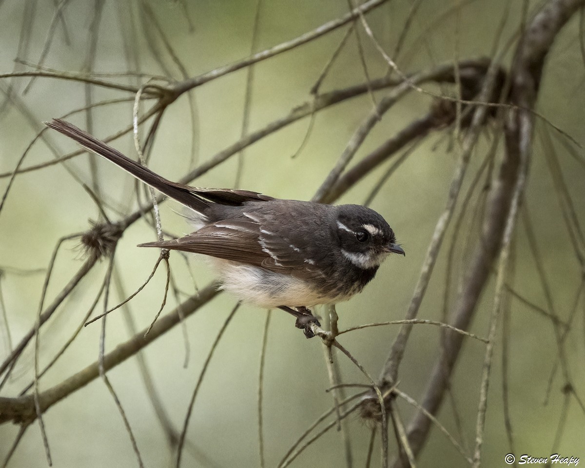 Gray Fantail - ML646763746