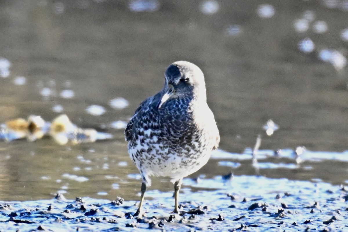 Beringstrandläufer - ML646763747