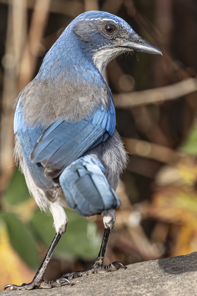 California Scrub-Jay - ML646763749