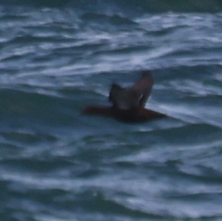 Black Scoter - ML646763750