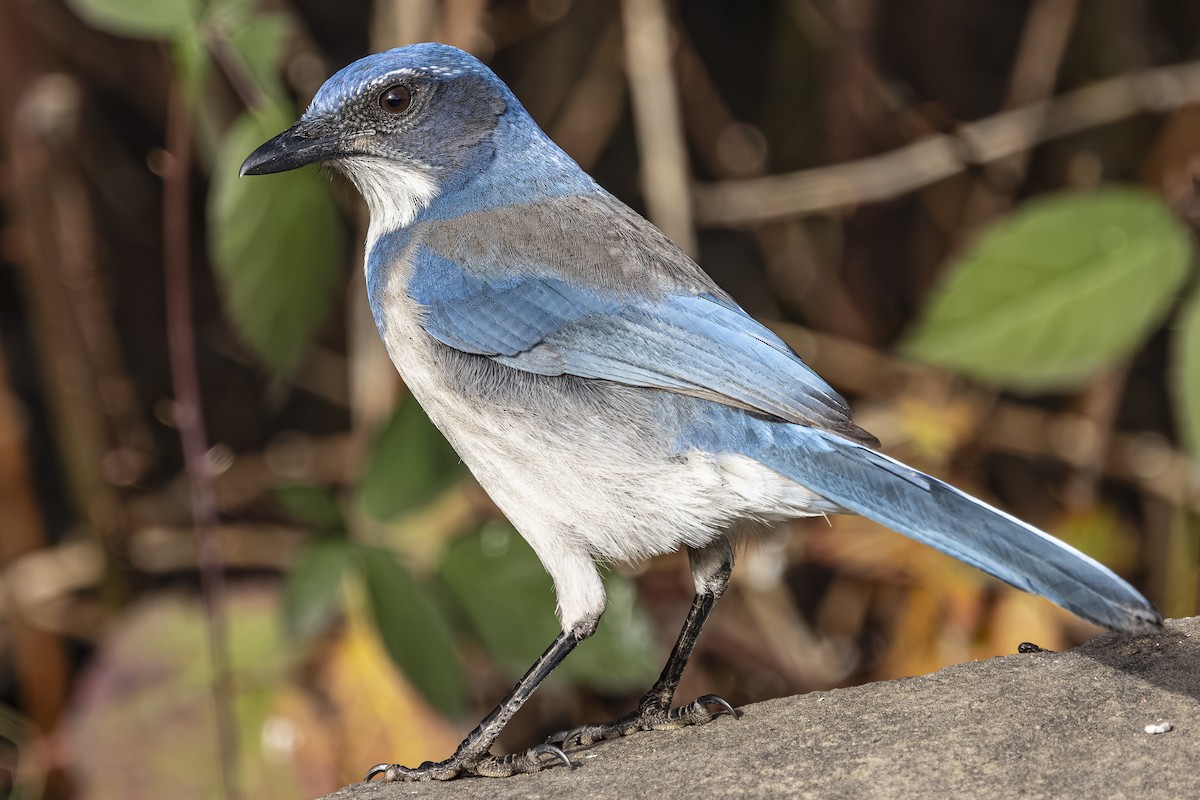 California Scrub-Jay - ML646763751