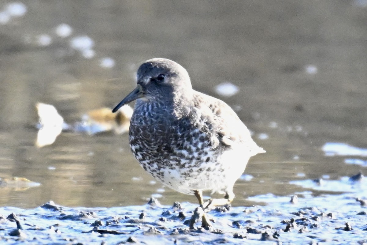 Beringstrandläufer - ML646763752