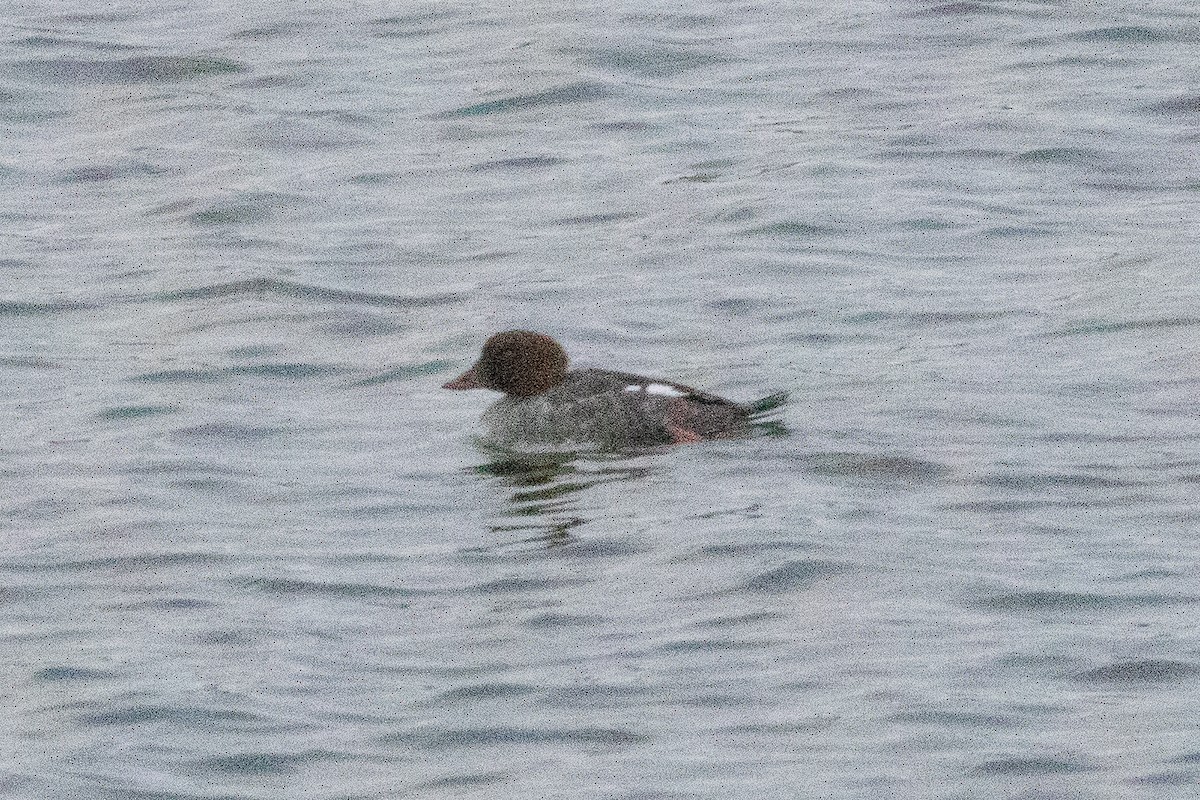 Common Goldeneye - ML646763753