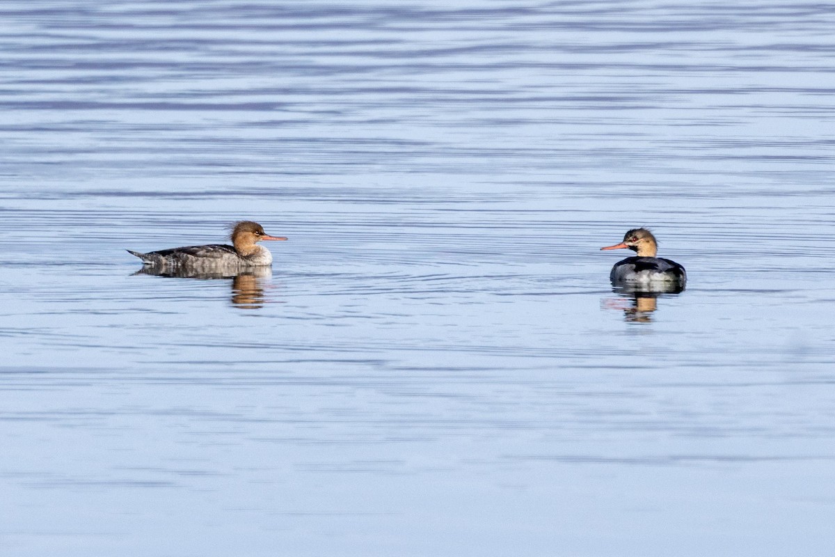 Red-breasted Merganser - ML646763754