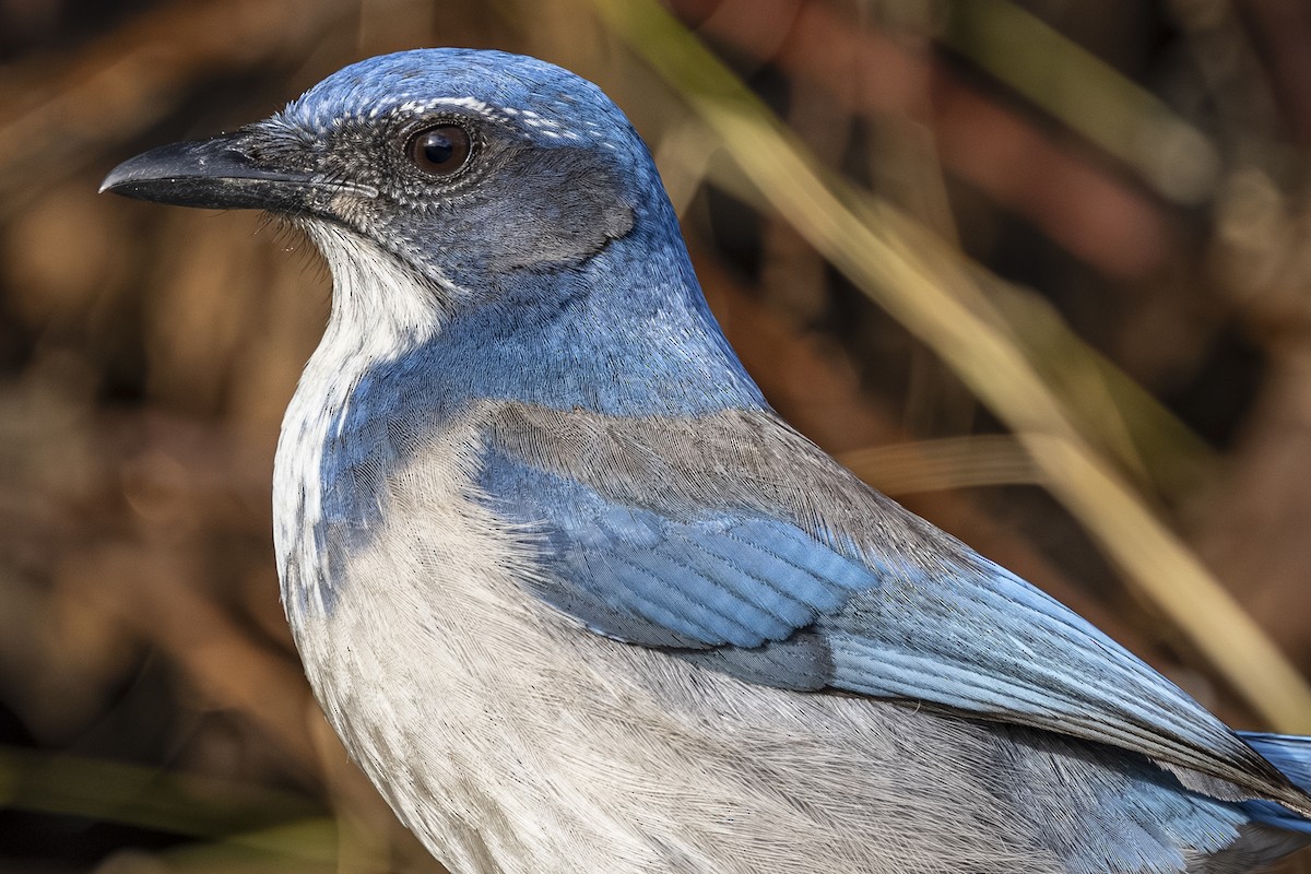 California Scrub-Jay - ML646763755