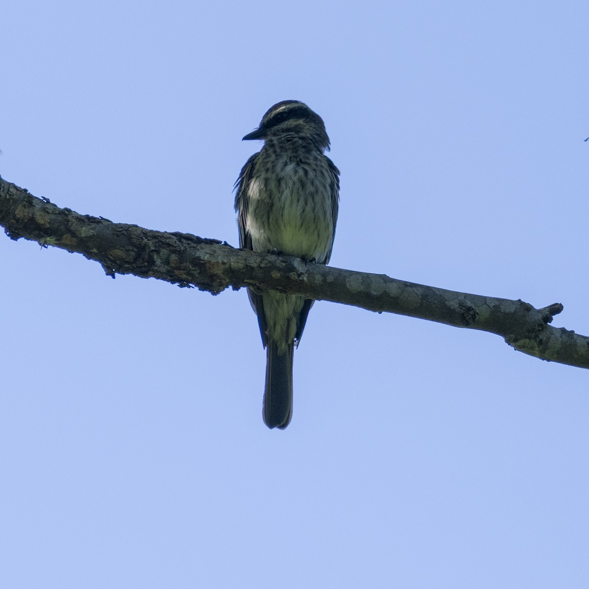 Variegated Flycatcher - ML646763756