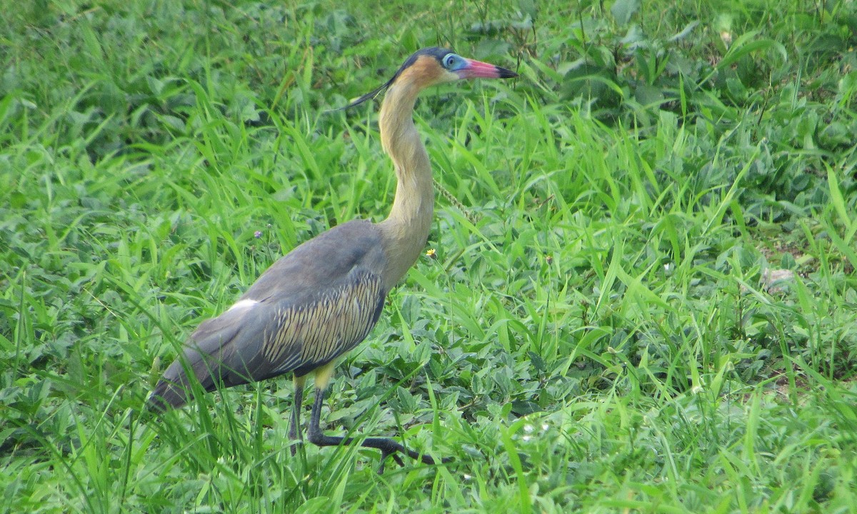 Whistling Heron - ML646763757