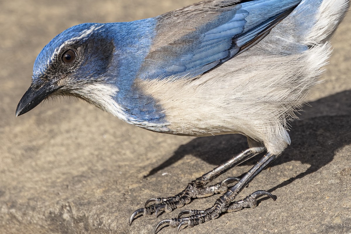 California Scrub-Jay - ML646763759
