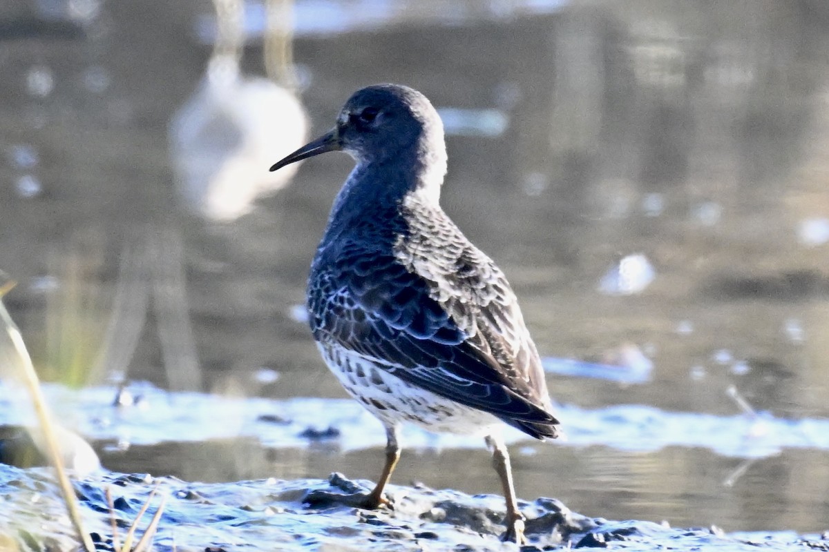 Beringstrandläufer - ML646763760