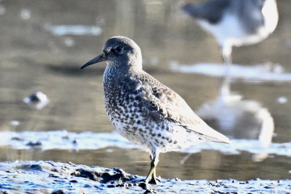 Beringstrandläufer - ML646763761