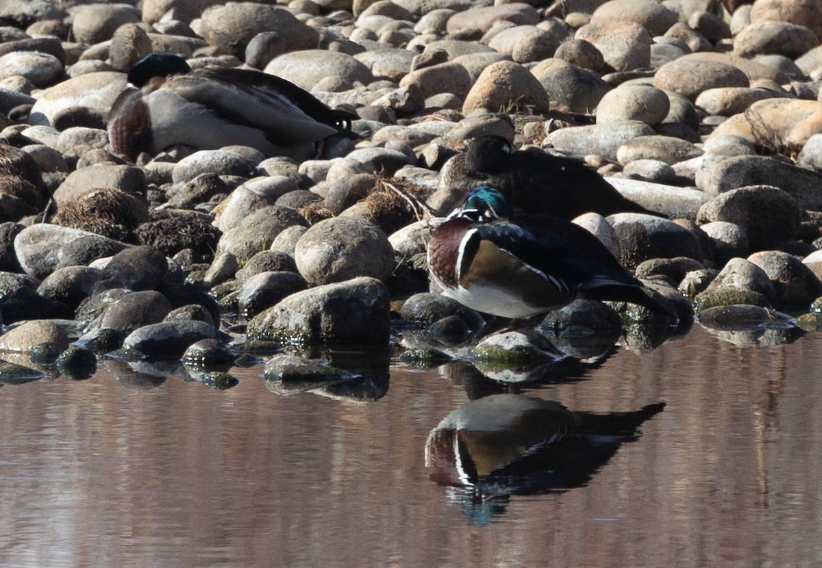Wood Duck - ML646763762