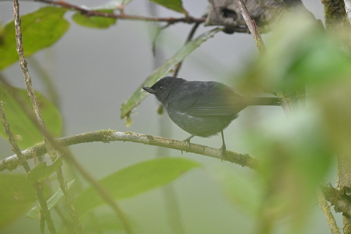 Percefleur à flancs blancs - ML646763763
