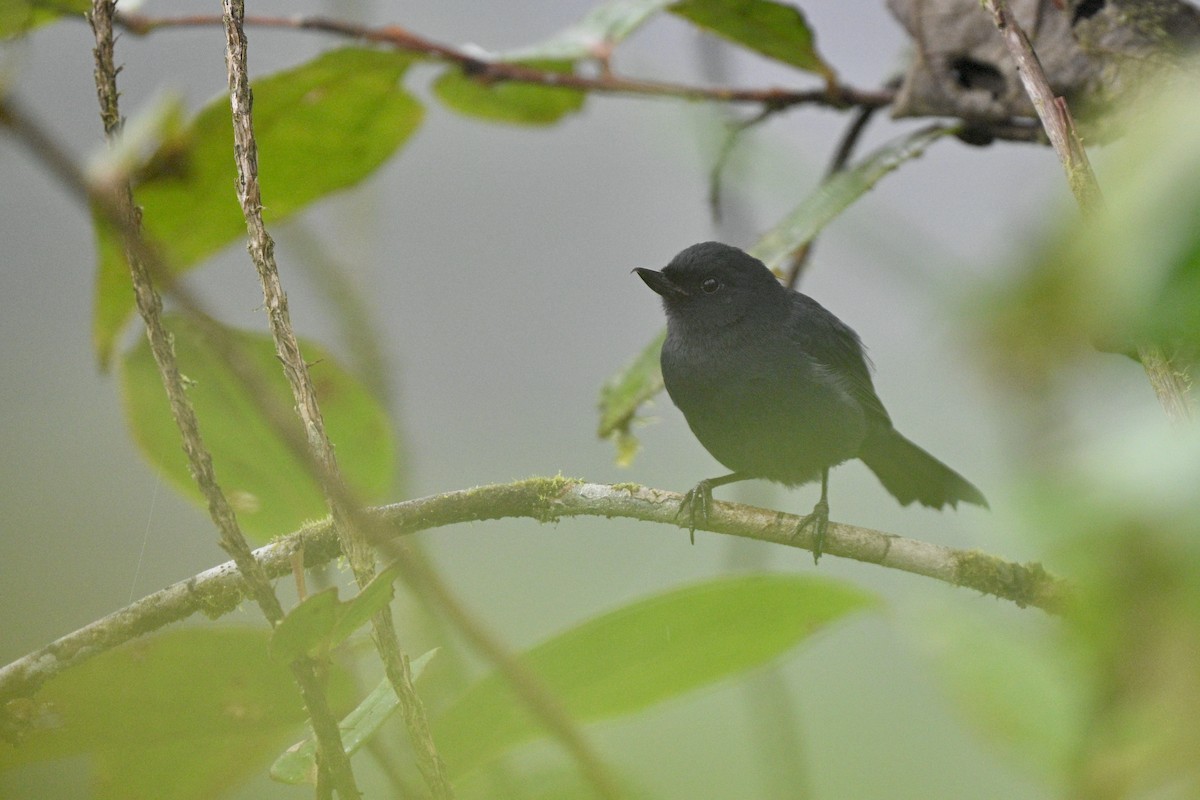 Percefleur à flancs blancs - ML646763764