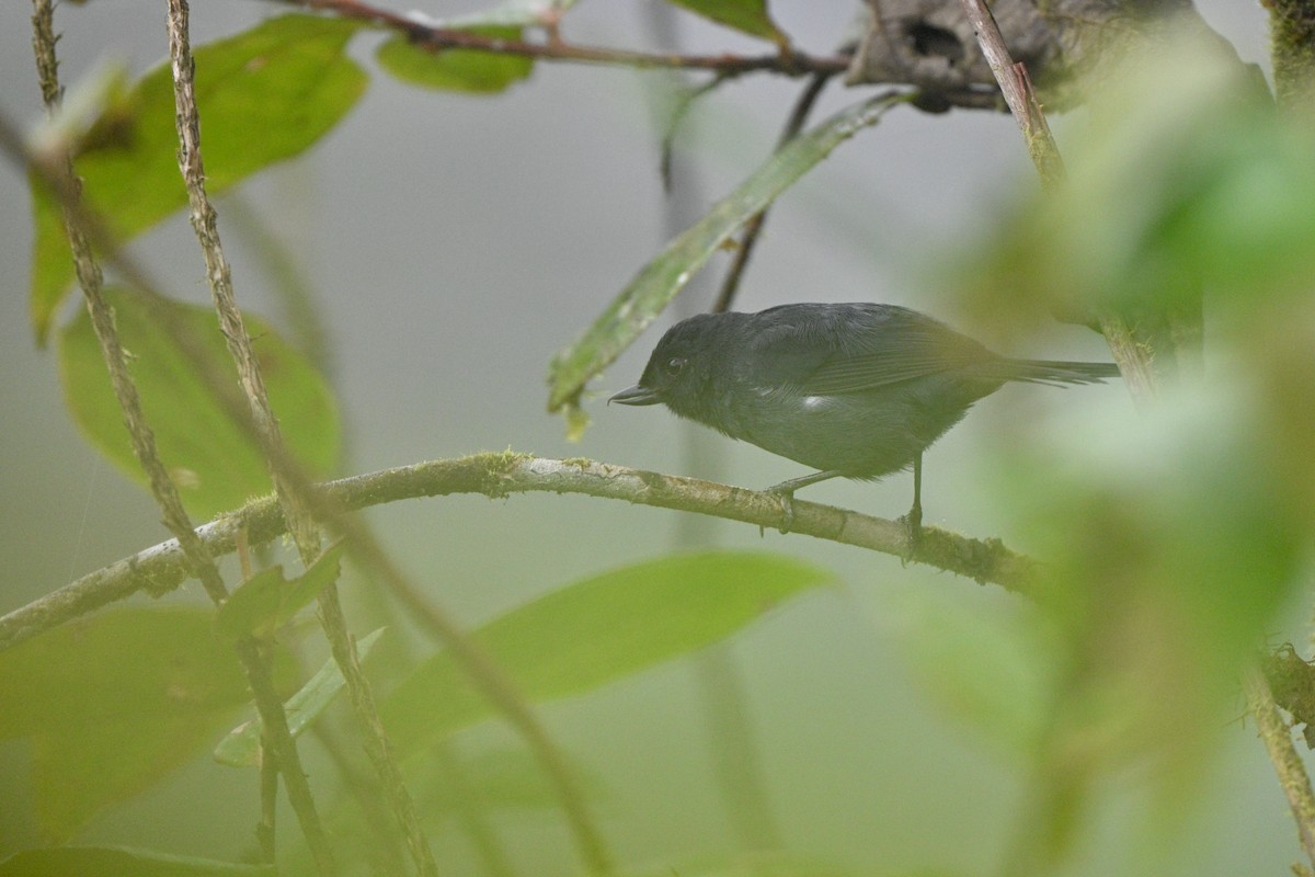Percefleur à flancs blancs - ML646763765