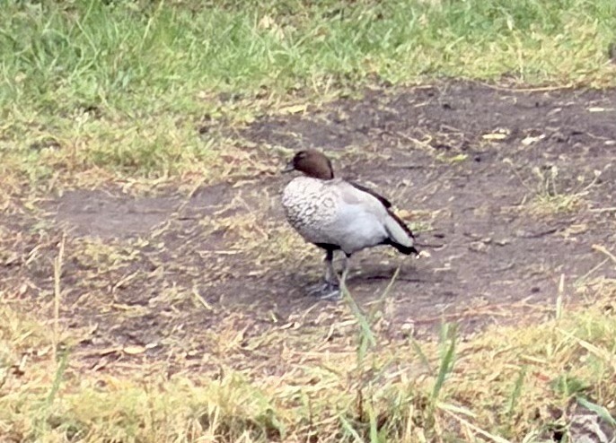 Maned Duck - ML646763767