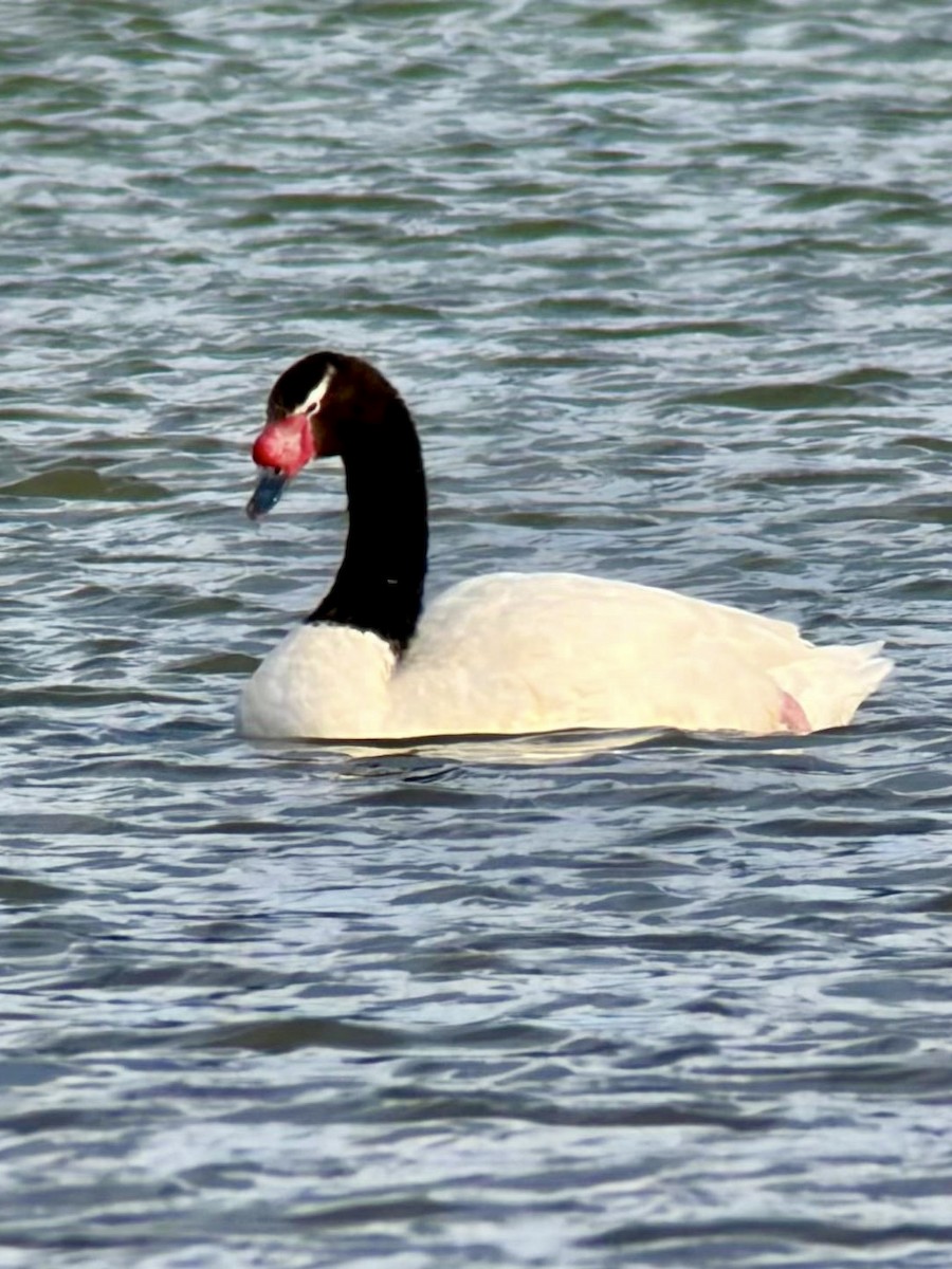 Black-necked Swan - ML646763769