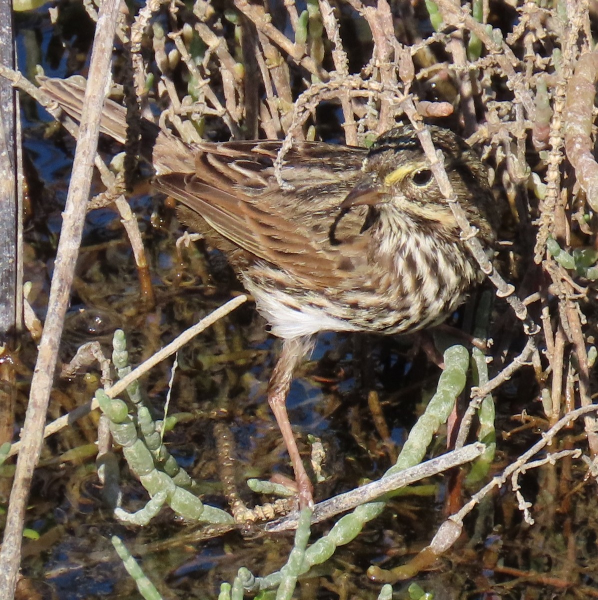 Savannah Sparrow (Belding's) - ML646763770