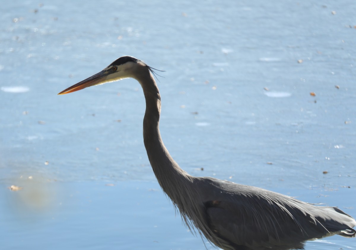 Great Blue Heron - ML646763771