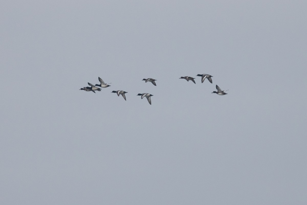 Greater Scaup - ML646763772