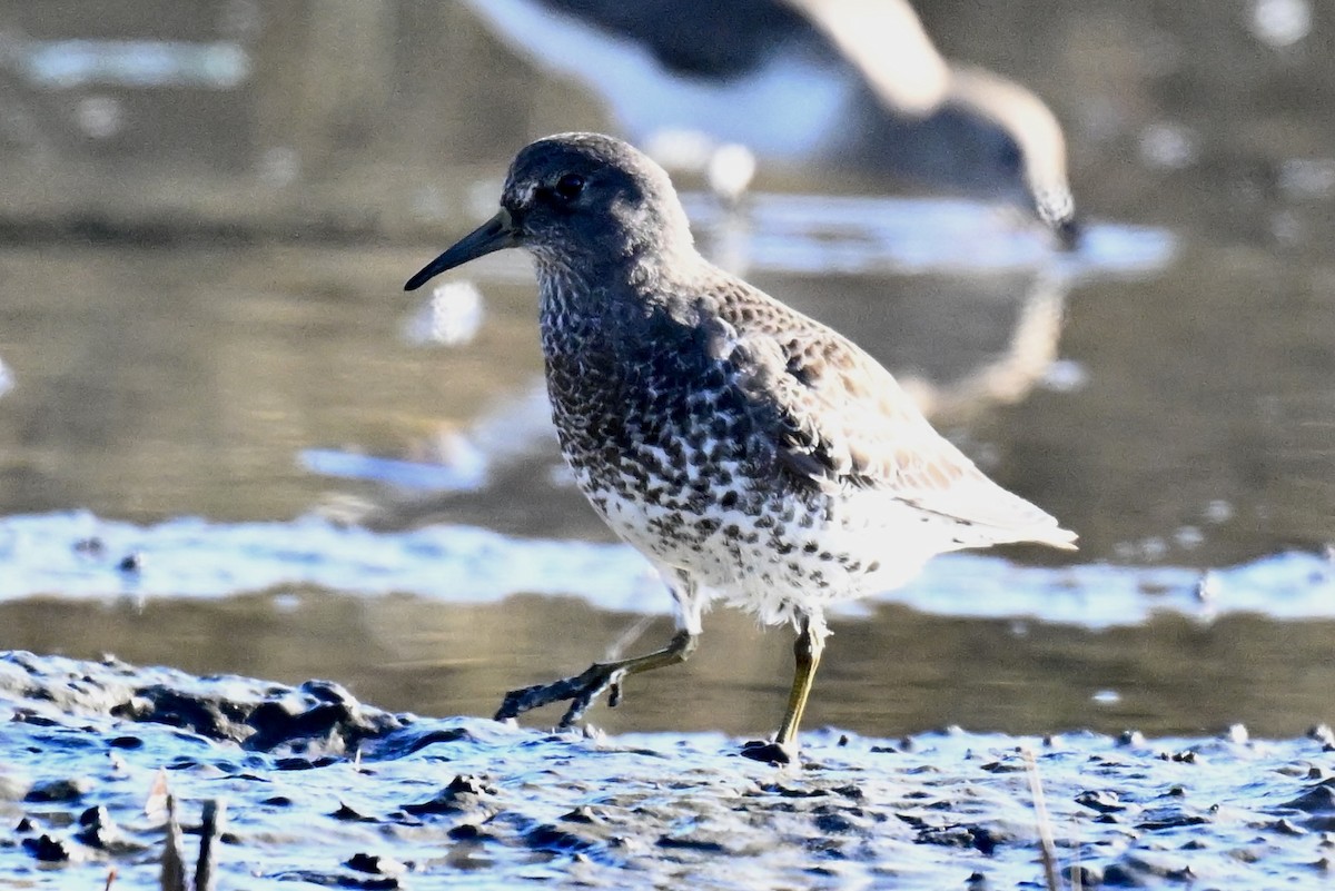 Beringstrandläufer - ML646763773