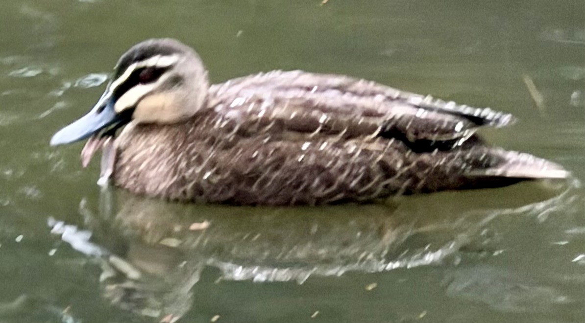 Pacific Black Duck - ML646763774