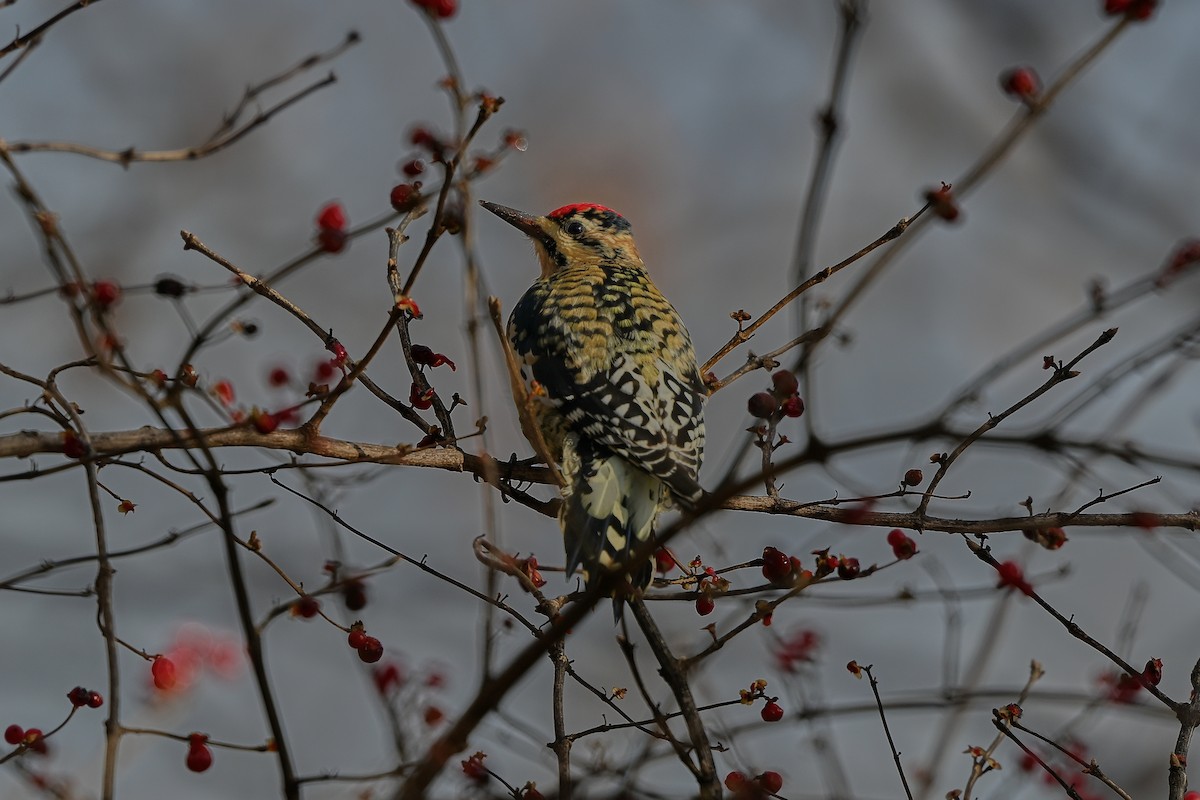 Yellow-bellied Sapsucker - ML646763775