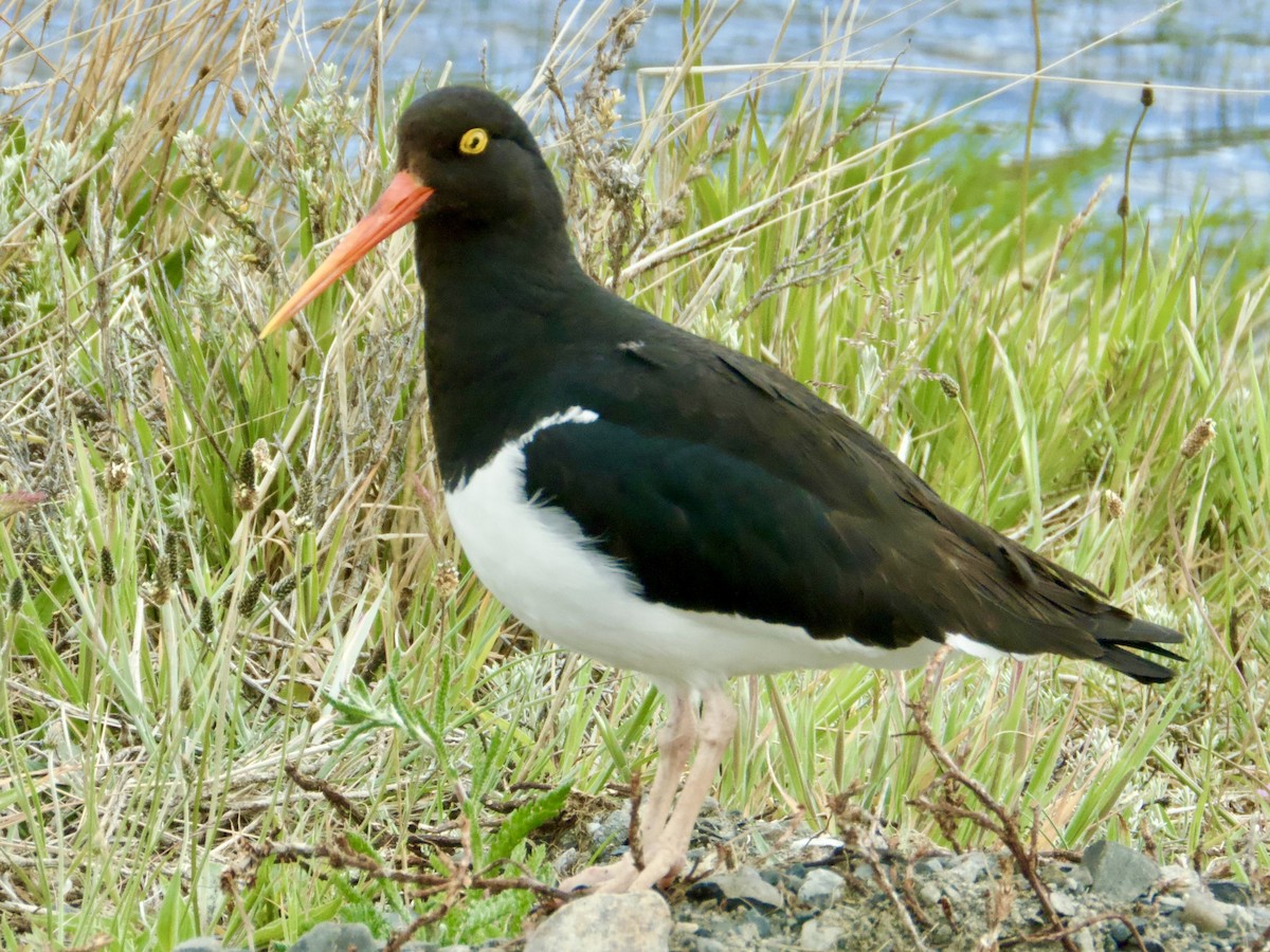 Magellanic Oystercatcher - ML646763776