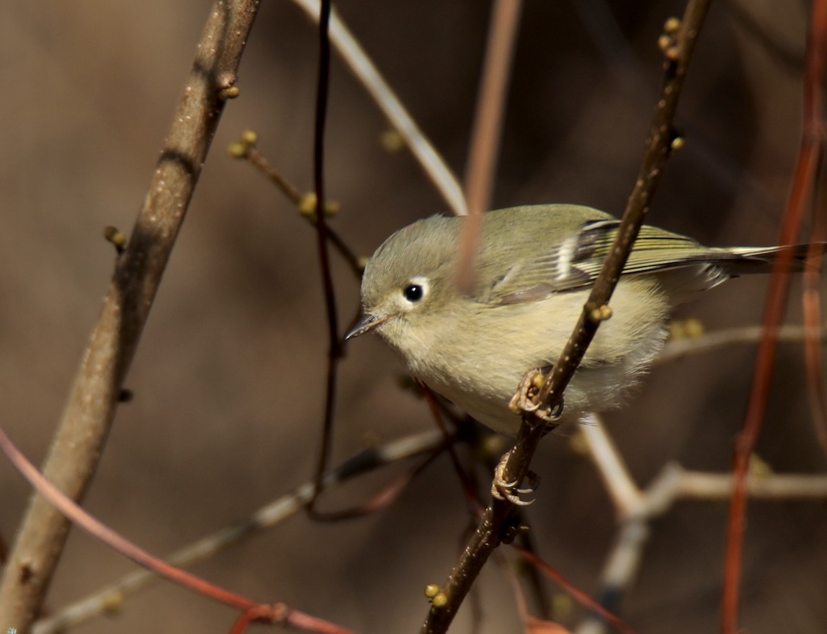 Ruby-crowned Kinglet - ML646763779