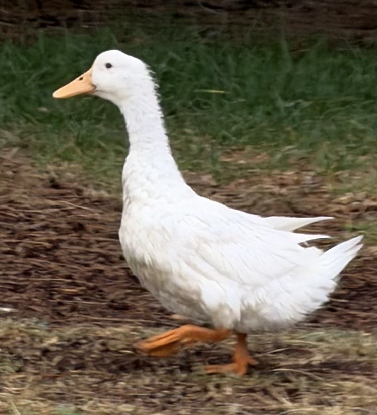 Anatra germanata - ML646763781