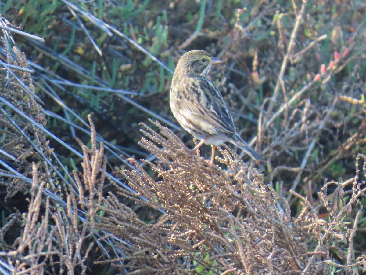 サバンナシトド（guttatus グループ） - ML646763782