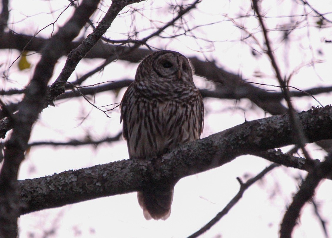 Cárabo Norteamericano - ML646763784