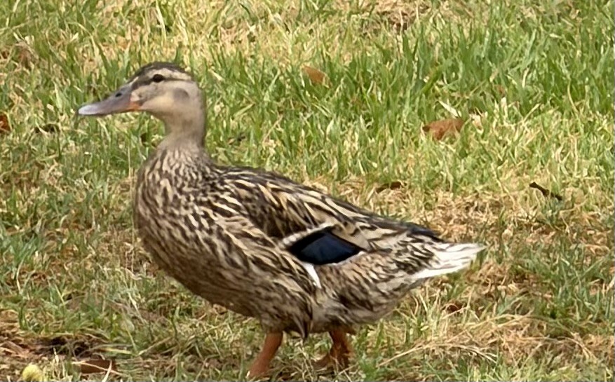 Pacific Black Duck x Mallard (hybrid) - ML646763785