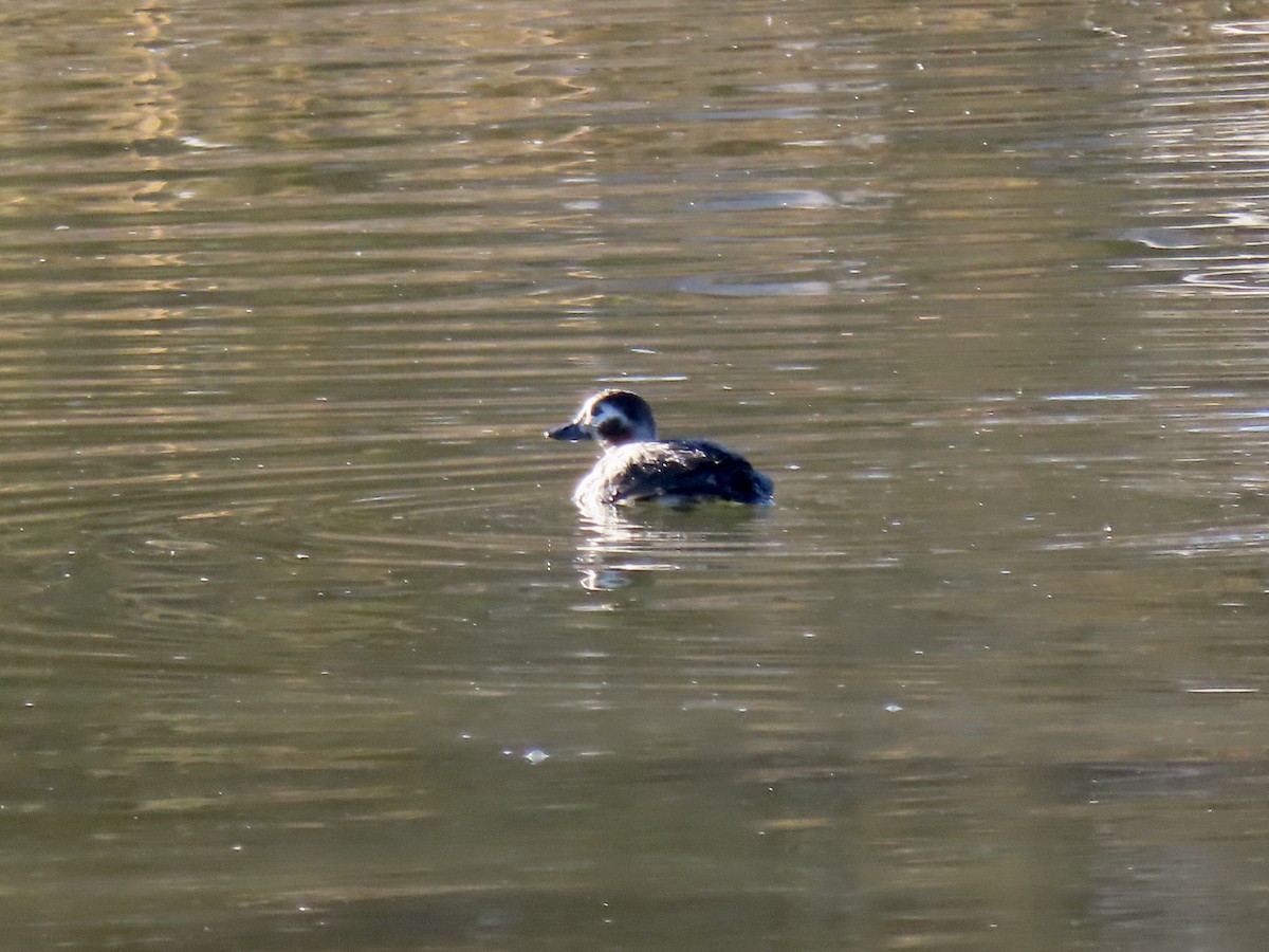 havelle - ML646763786