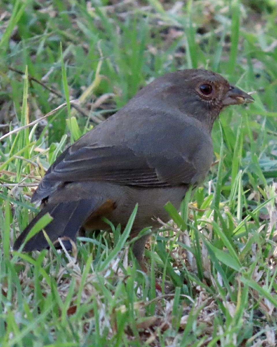 California Towhee - ML646763787
