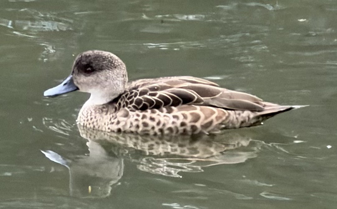 Gray Teal - ML646763789