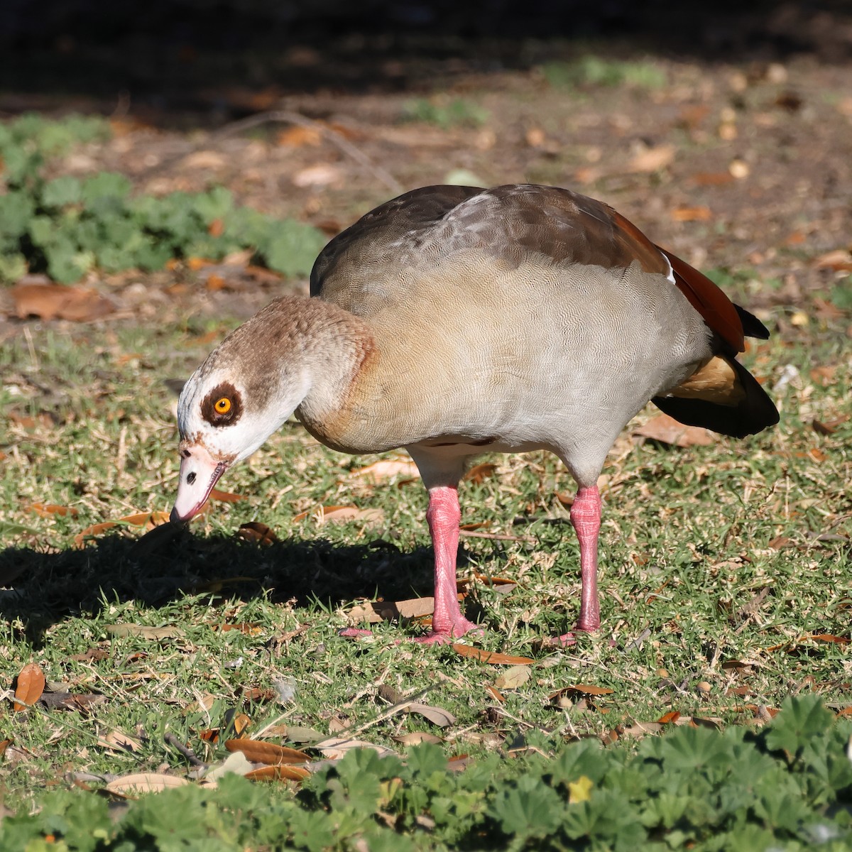 Egyptian Goose - ML646763791