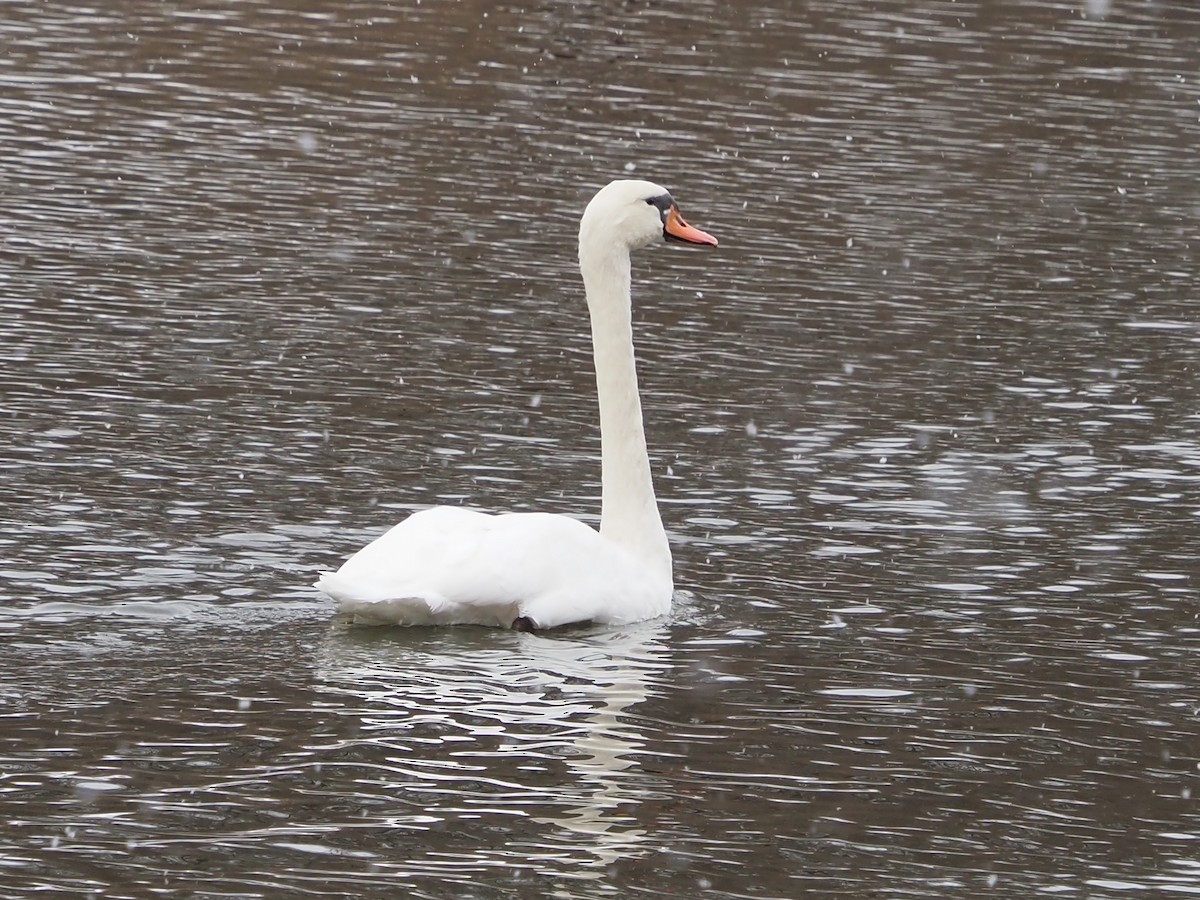コブハクチョウ - ML646763792