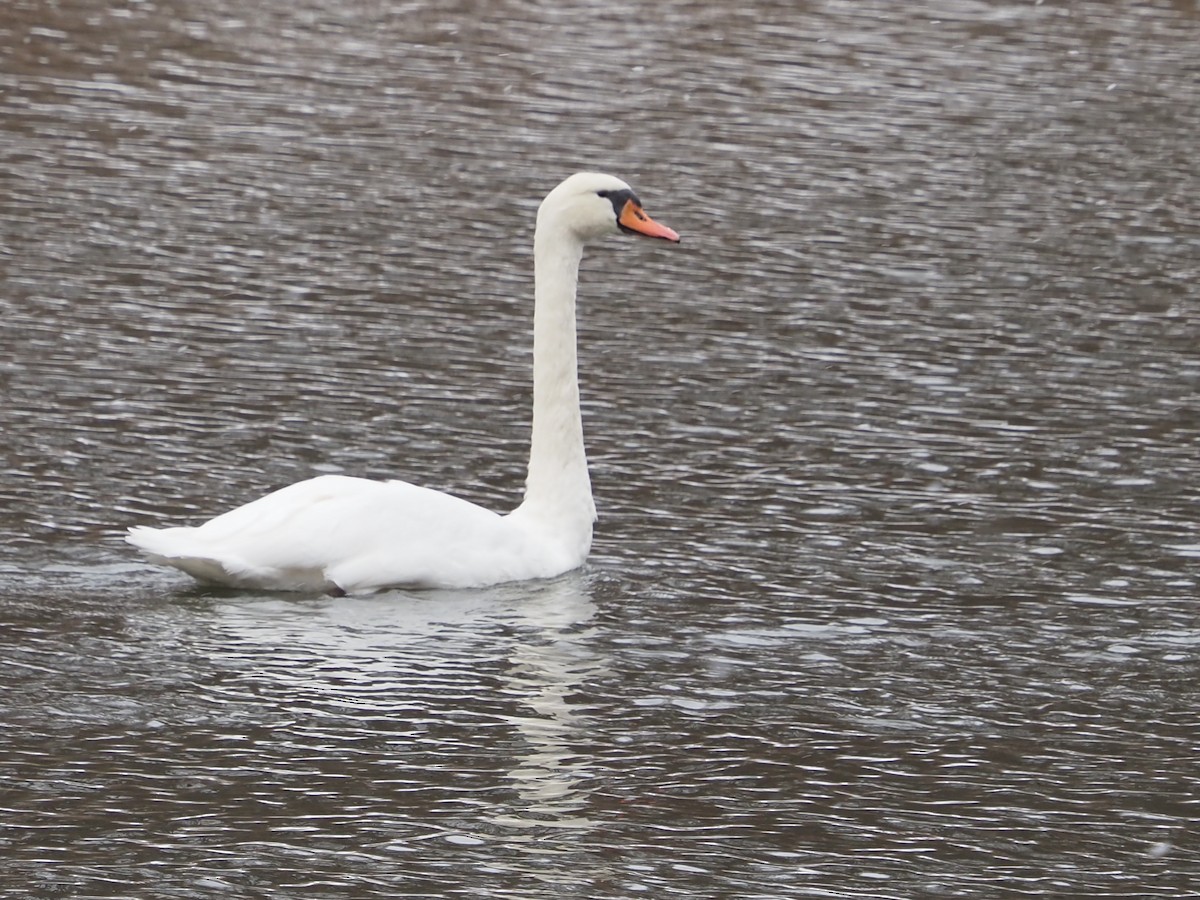 コブハクチョウ - ML646763793