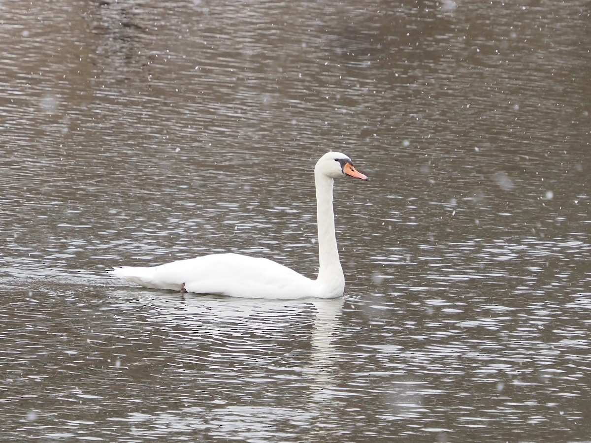 コブハクチョウ - ML646763794