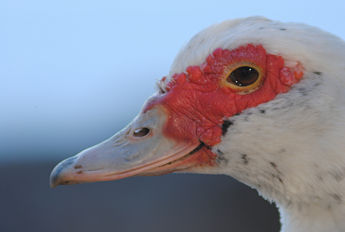 Anatra muta (domestica) - ML646763799