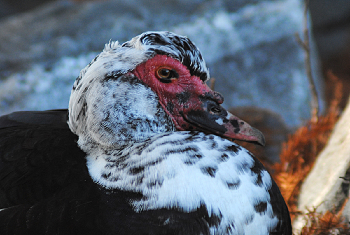 Anatra muta (domestica) - ML646763800