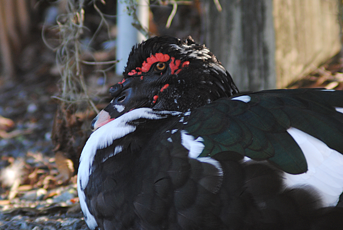 Anatra muta (domestica) - ML646763801