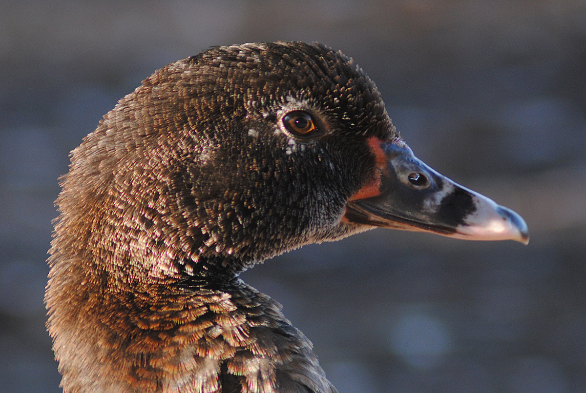 Anatra muta (domestica) - ML646763802