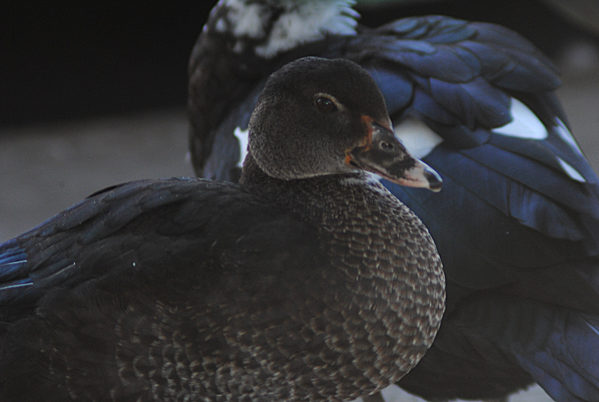 Anatra muta (domestica) - ML646763803