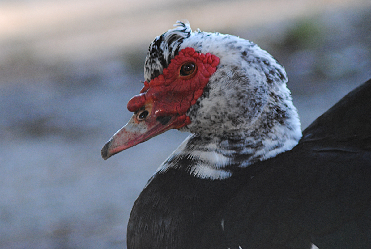 Anatra muta (domestica) - ML646763804