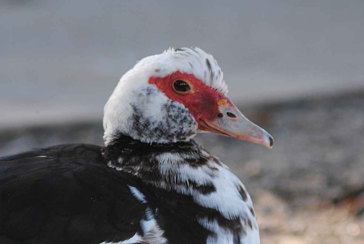 Anatra muta (domestica) - ML646763805