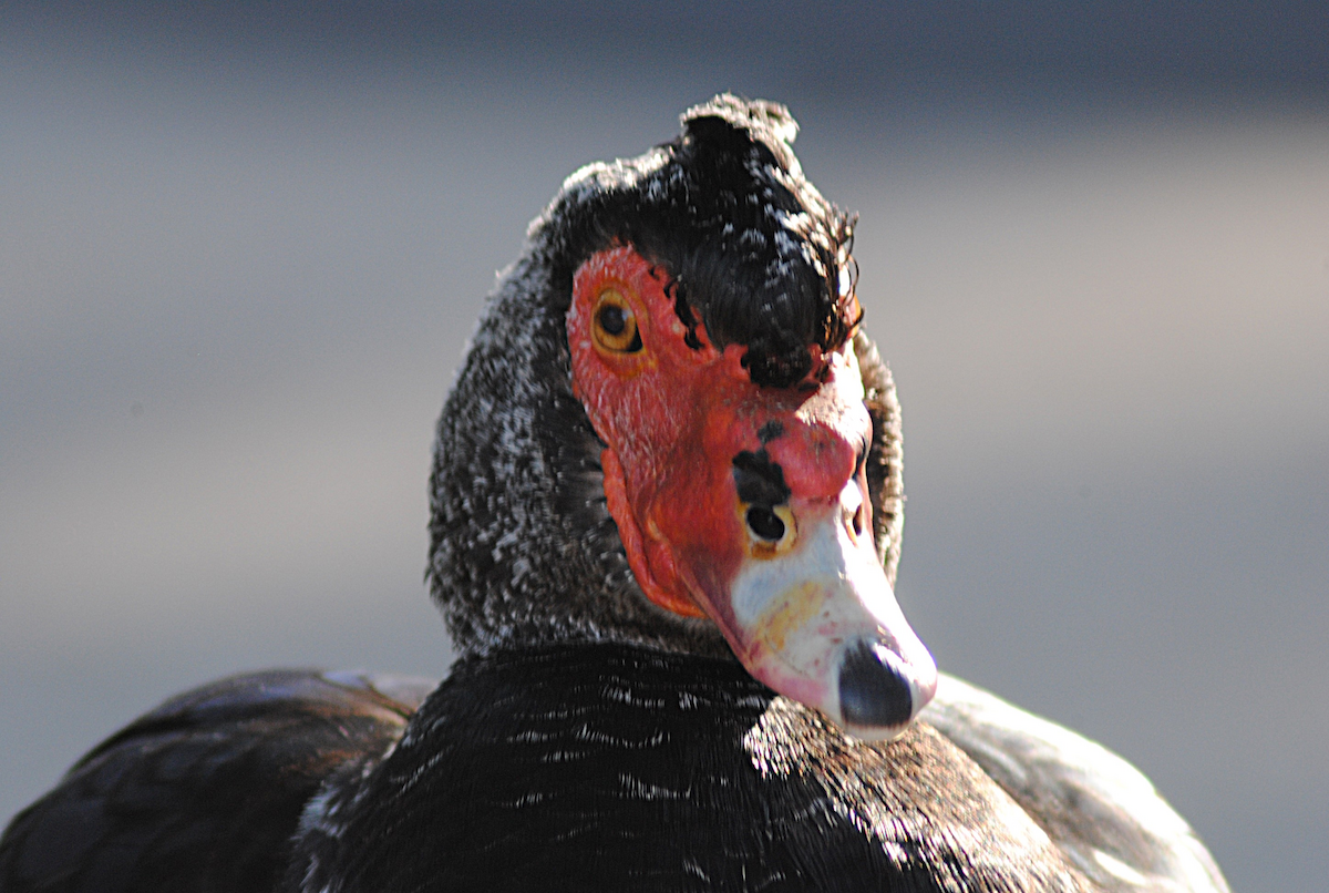 Anatra muta (domestica) - ML646763806