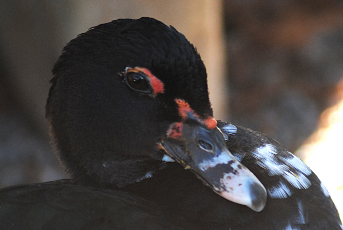 Anatra muta (domestica) - ML646763807